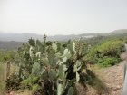 obrovské kaktusy lemovali celou cestu