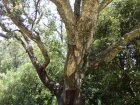jeden z tisíců korkových dubů